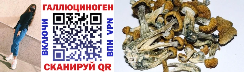 Галлюциногенные грибы MAGIC MUSHROOMS  darknet Telegram  Среднеуральск 